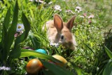 Zajączek? A może króliczek? Co wiąże zająca z Wielkanocą? Tradycja na Śląsku i nie tylko SONDA