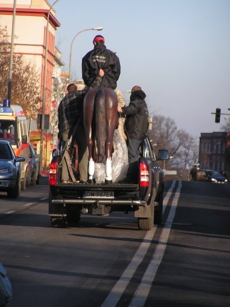 Tak przewożona konia podczas WOSP w 2008 roku