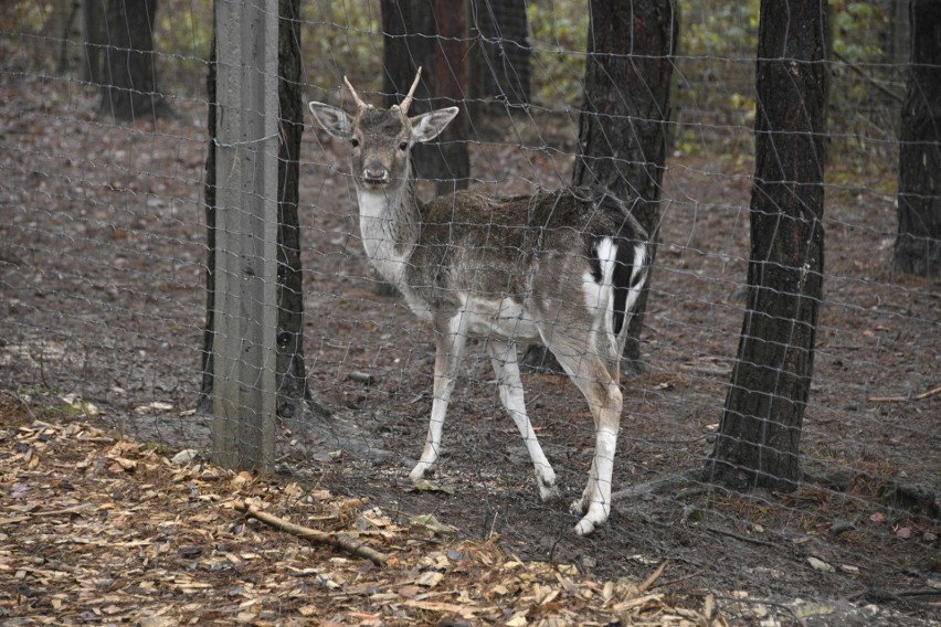Zwierzęta z Ogrodu Zoologicznego „Leśne Zacisze” w Lisowie koło Morawicy w Wigilię mówią ludzkim głosem. Zobaczcie zdjęcia i film