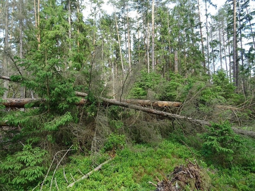 Zdaniem obrońców Puszczy Białowieskiej, leśnicy przygotowali...