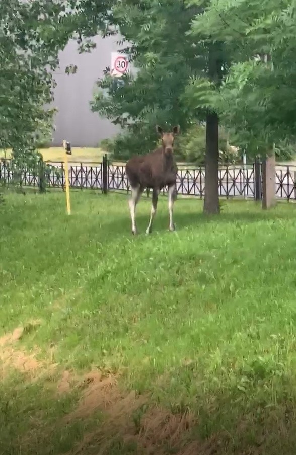 Łoś w centrum Tarnowa, o sprawie poinformowała czytelniczka...