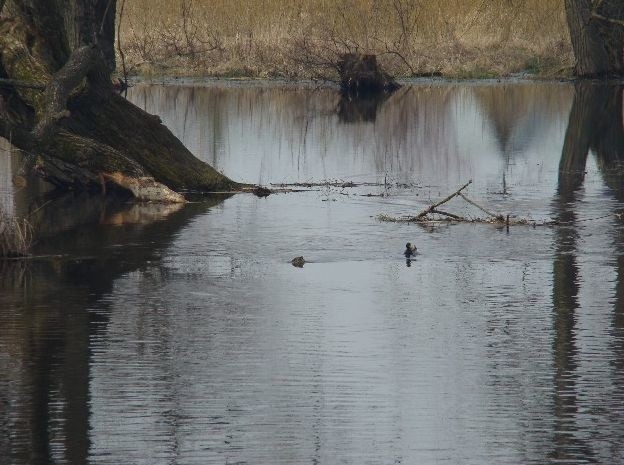 Nad Biebrzą