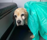 Pies wpadł do lodowatej wody w Osieku k. Oświęcimia. Policjanci uratowali mu życie, a internauci odszukali właściciela