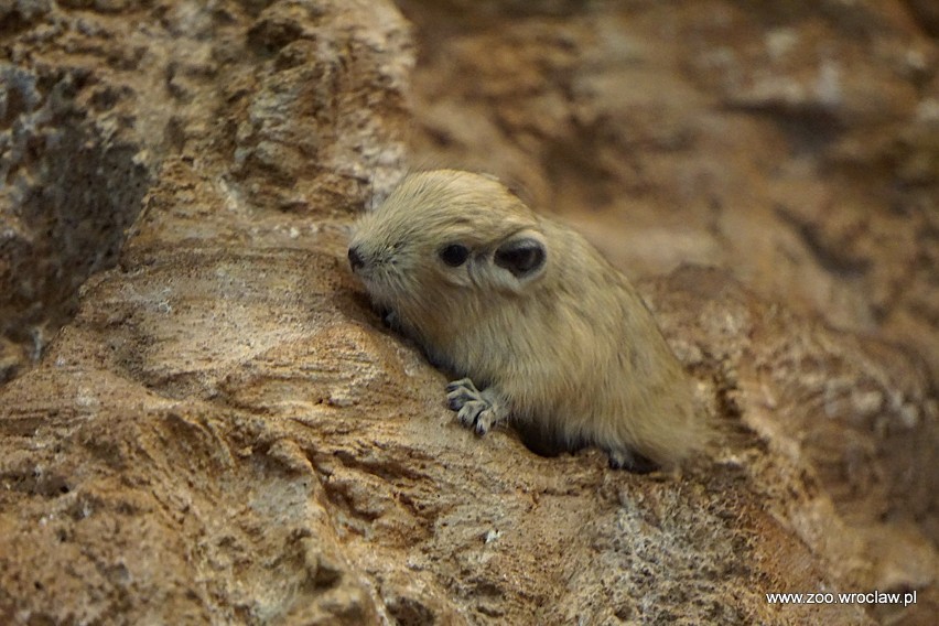 Nowi mieszkańcy wrocławskiego zoo. Nie piją, a żyją