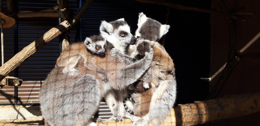 Lemury spod Szczecina mają potomstwo! Zobaczcie, jakie słodkie! [WIDEO, ZDJĘCIA]