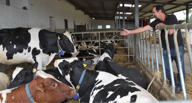 Jacek Kujawa w rodzinnym gospodarstwie w Zbrachlinie (pow. aleksandrowski) produkuje rocznie ponad 11 tys. litrów mleka i nie zamierza ograniczać wielkości produkcji.