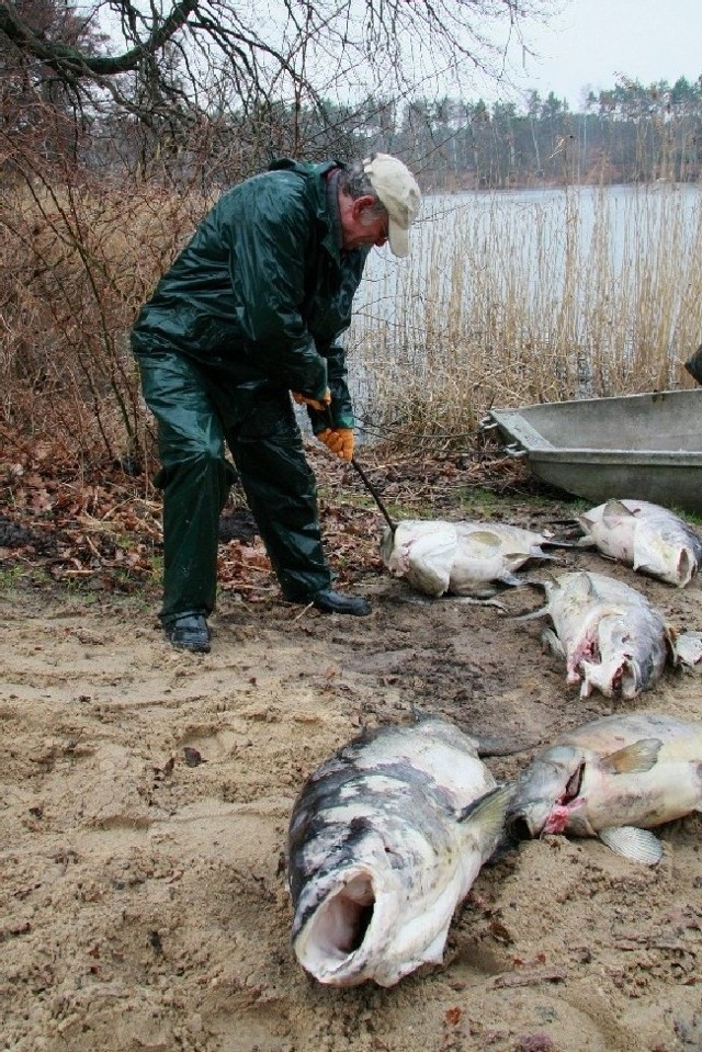 Wędkarze wyciągnęli z jeziora ponad 160 martwych tołpyg. Zdaniem Tadeuasza Rodziewicza, to klęska.