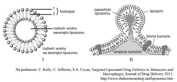 Matura 2016: BIOLOGIA rozszerzona [ODPOWIEDZI, ARKUSZ CKE]