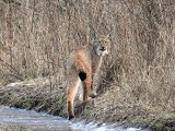 Rysie w Puszczy Knyszyńskiej. Leśnik zauważył dzikiego kota (zdjęcia)