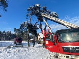 Ciężki śnieg łamał konary i gałęzie. Strażacy ponad sto razy interweniowali w Toruniu i powiecie 