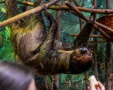 Urodziny w łódzkim zoo. Na świecie pojawiły się leniwiec i dikdik, a wykluły ślepowron i węże mandaryńskie