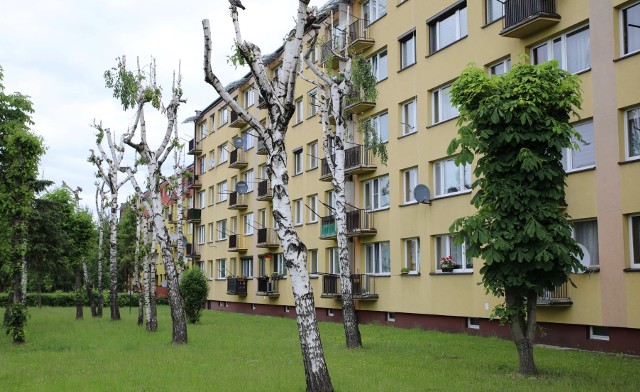 Skala tegorocznej przycinki drzew na terenach Spółdzielni "Budowlanka" w Oświęcimiu oburzyła mieszkańców i ekologów z Towarzystwa na rzecz Ziemi