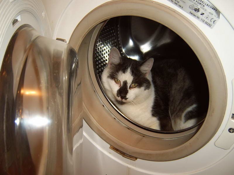 Mój kot Pyszczek twierdzi, ze pralka jest dobrym miejscem,...