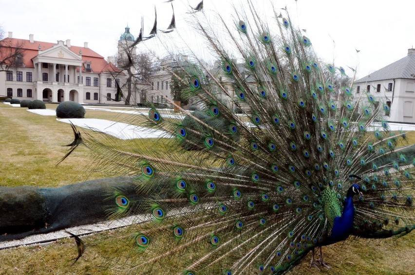 Otwarcie sezonu w Muzeum Zamoyskich w Kozłówce