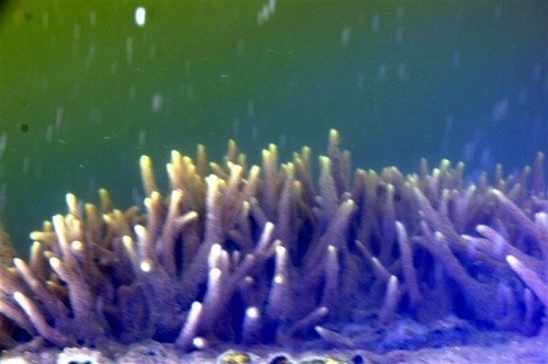 Biologiczna sensacja w wodach Jeziora Goczałkowickiego. Odkryto tu gąbki słodkowodne [ZDJĘCIA]