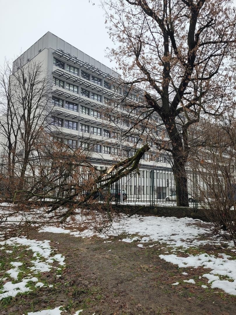 Kraków. Ciężki śnieg sieje spustoszenie wśród drzew w parkach