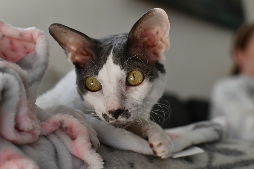 CORNISH REX