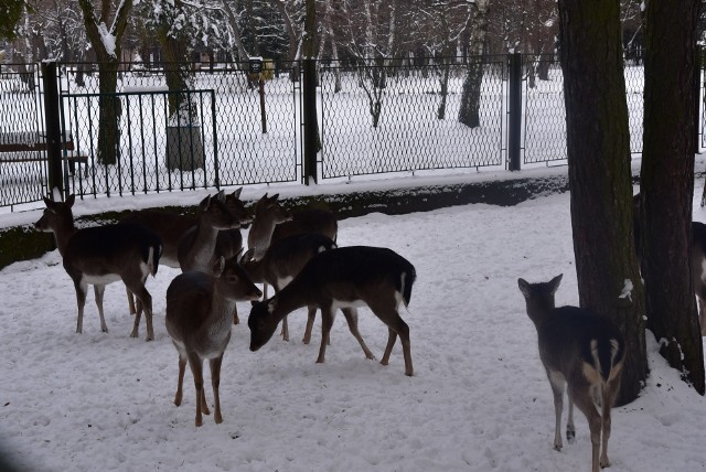 Zwierzętom w sosnowieckim minizoo nie grozi ani zimno, ani głód. Zobacz kolejne zdjęcia. Przesuwaj zdjęcia w prawo - naciśnij strzałkę lub przycisk NASTĘPNE