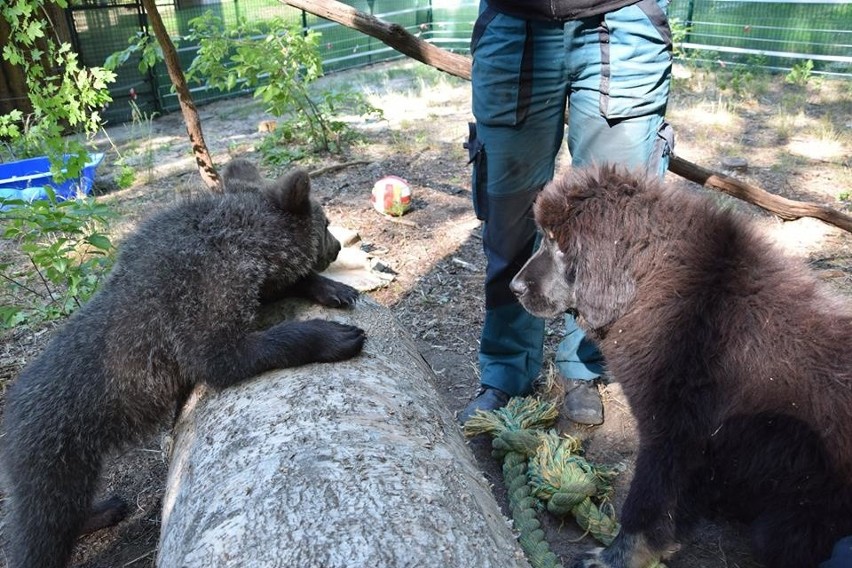 Zoo w Poznaniu: Cisna ma nowego przyjaciela!