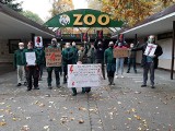 Poznańskie zoo przyłącza się do Strajku Kobiet. Pracownicy protestują symbolicznie, by nie przerywać opieki nad zwierzętami