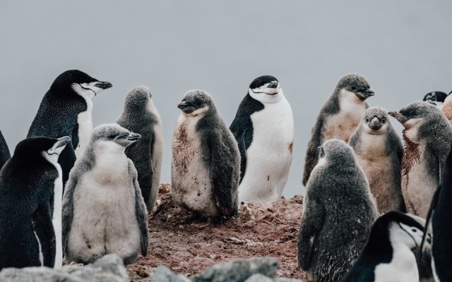 Pingwiny na Antarktydzie mogą być w poważnych tarapatach. Zbliża się do nich ptasia grypa?