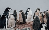 Ptasia grypa frunie na Antarktydę. Może spowodować śmierć tysięcy pingwinów 