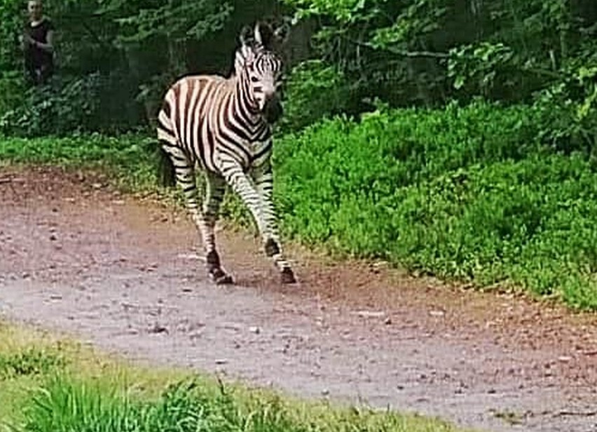 Polskie lasy są pełne ciekawostek przyrodniczych....