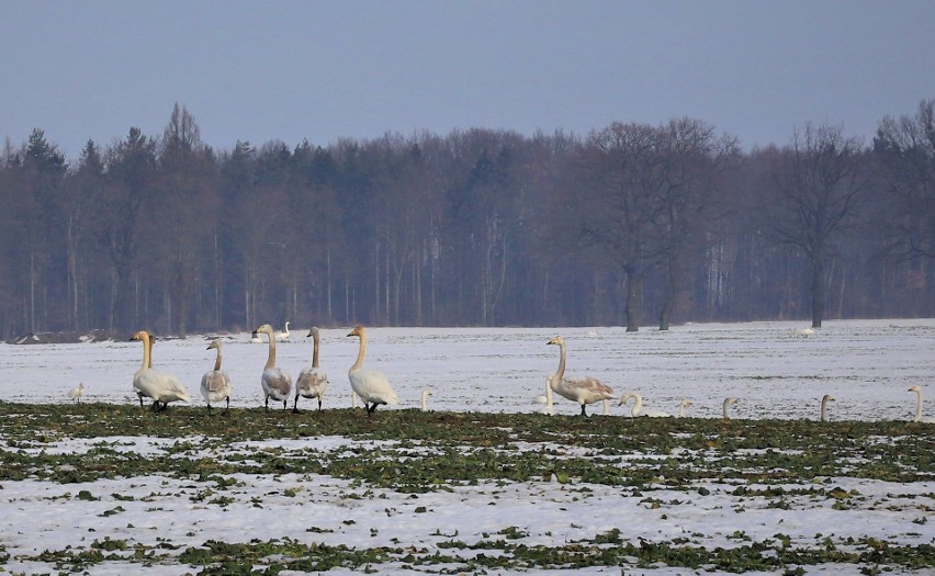 Setki łabędzi żerowały na polu pod Rzucewem. W poszukiwaniu...