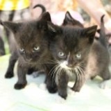 Wspaniałe kociaki do adopcji 