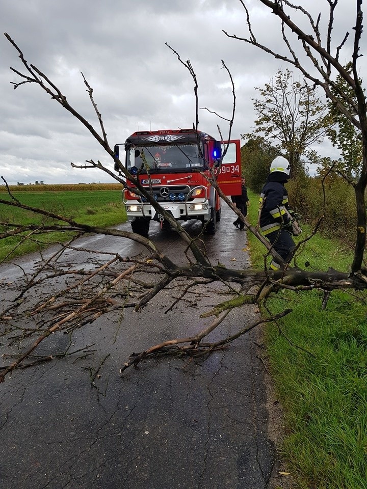 Powalone drzewo na drodze Łaziska-Chronów w gminie Orońsko....