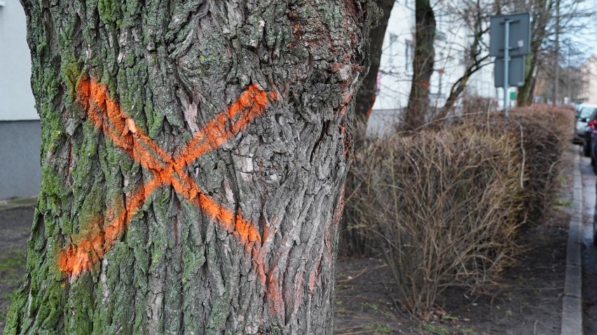 Zdjęcia sprzed wycinki drzew przy ulicach Chrobrego i...