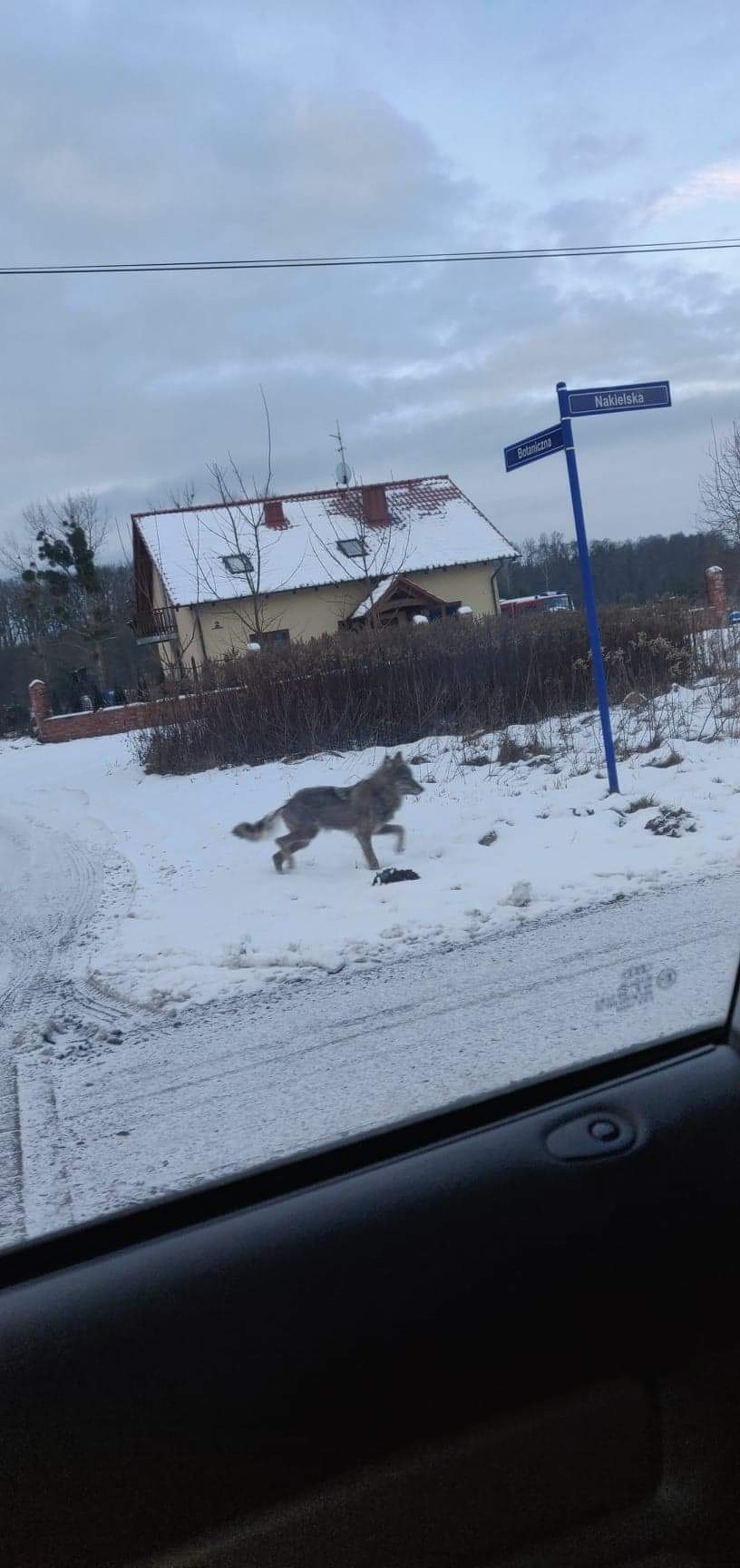 Wilk widziany tuż obok domu w Łochowicach pod Bydgoszczą [zdjęcia]