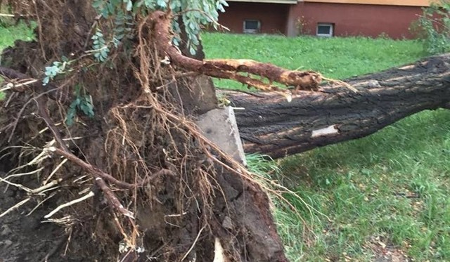 Orkan Grzegorz w Rudzie Śląskiej wywracał drzewa