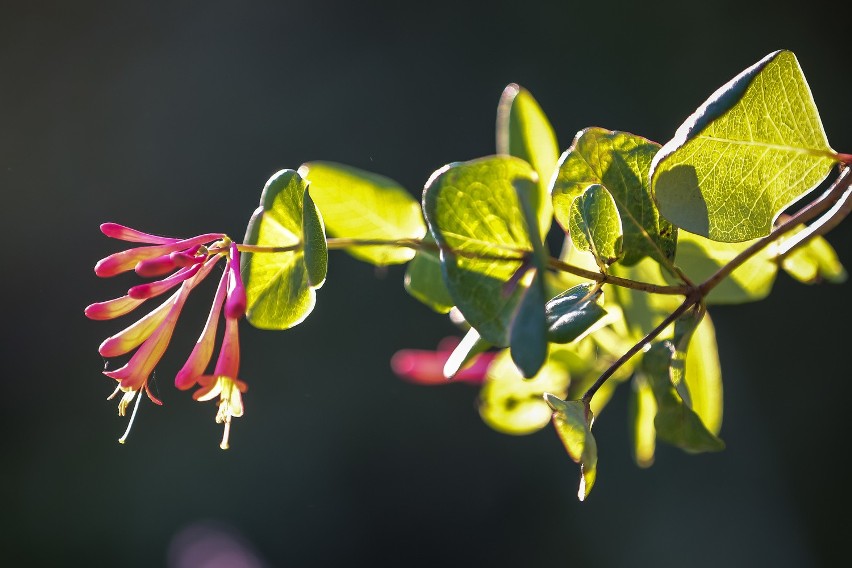 Wczesna jesień w Ogrodzie Botanicznym [ZDJĘCIA]