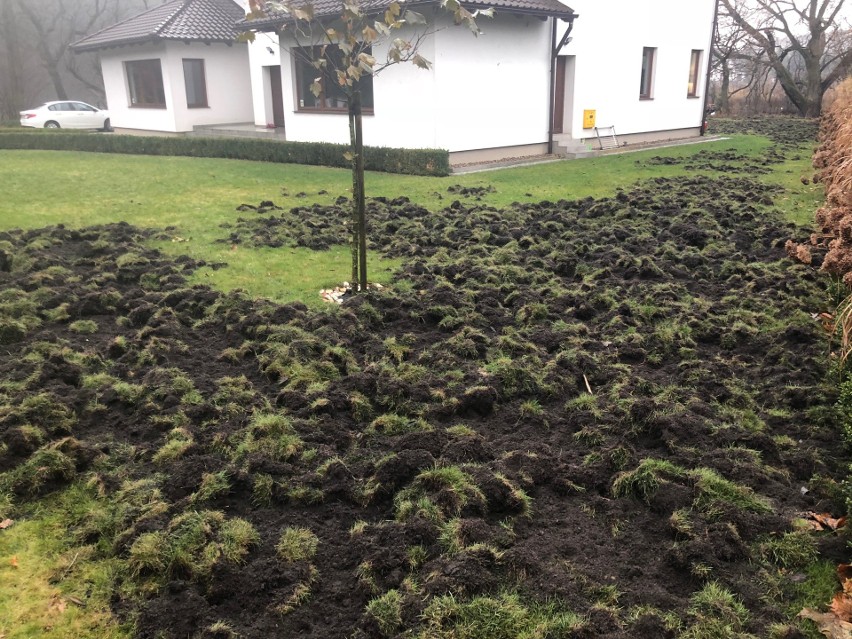 Tak wygląda trawnik naszego Czytelnika po "odwiedzinach"...