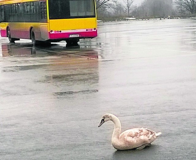 Młody łabędź rozsiadł się na jezdni przy pętli autobusowej na ulicy Klonowej i Orkana.