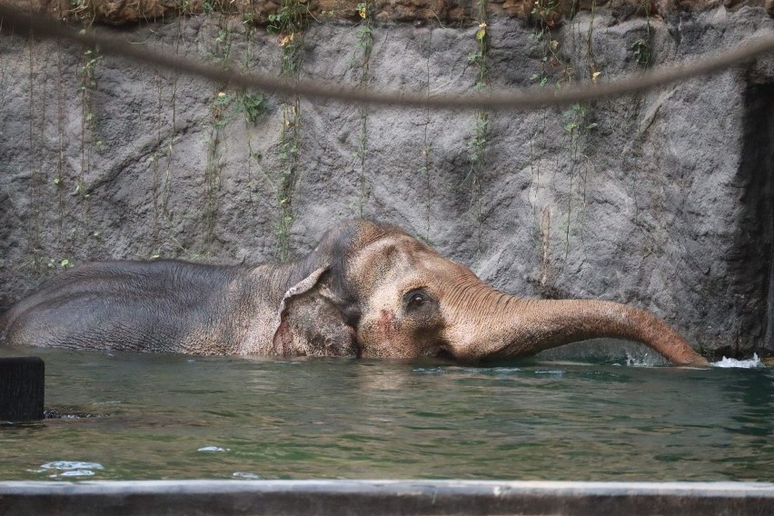 Trening medyczny u łódzkich słoni pozwala zbadać różne części ciała, przeprowadzić drobne zabiegi, pobrać krew  