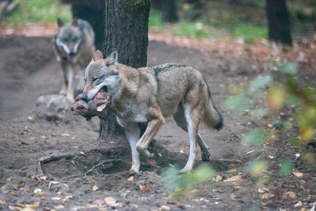 Jak to się stało, że niewielki lasek przy ul. Darzyborskiej w Swarzędzu stał się domem wilków, skąd się tam wzięły i dlaczego ich zachowanie tak diametralnie się zmieniło? Odpowiedzi na te pytania przez kilka miesięcy szukali naukowcy i badacze tych zwierząt ze Stowarzyszenia dla Natury „Wilk” pod kierownictwem dr hab. Sabiny Nowak oraz Regionalna Dyrekcja Ochrony Środowiska w Poznaniu. Na zdjęciu wilki z poznańskiego zoo.