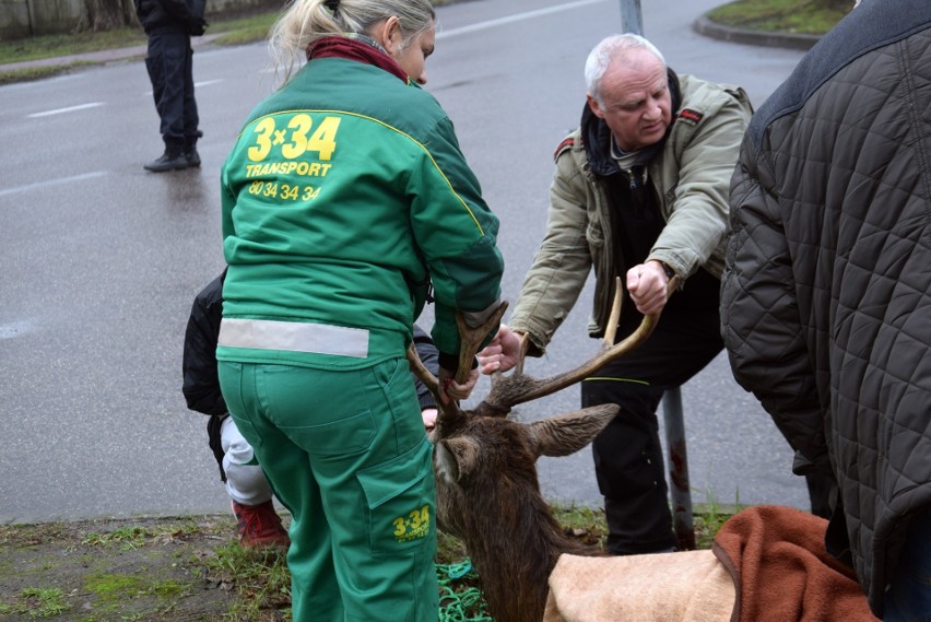 Ranny jeleń zabrany z osiedla Zachód w Stargardzie [ZDJĘCIA, WIDEO]