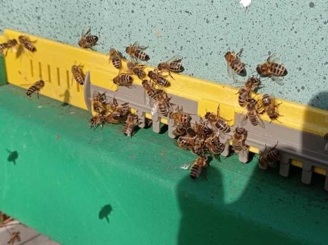 Lasy znajdujące się blisko tej pasieki zawierają domieszkę...