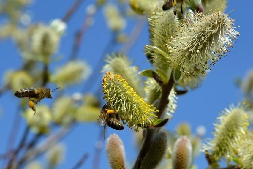 Ważne, żeby pszczoły miały dostęp do kwiatów od bardzo...