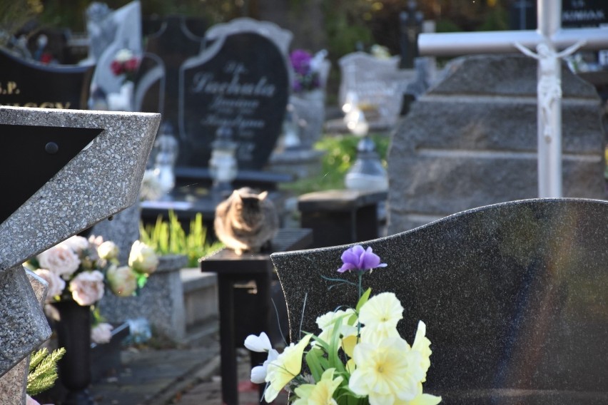 Koty na cmentarzu w Sławnie