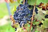 Produkcja domowego wina – od czego zacząć?