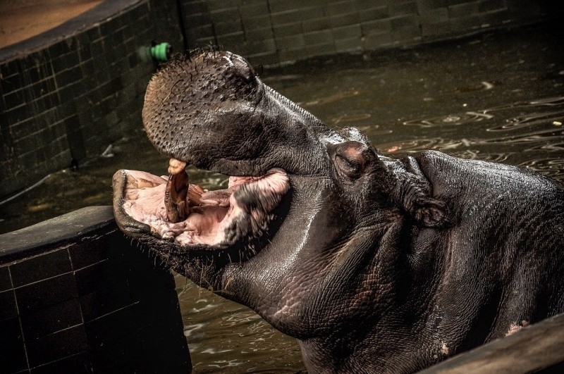 Hipolit kończy 53 lata. To najstarszy hipopotam w Europie