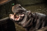 Hipolit kończy 53 lata. To najstarszy hipopotam w Europie