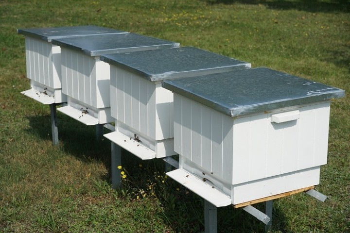 Miejska pasieka Bee Bee powstaje w Żorach. Otwarcie 31...