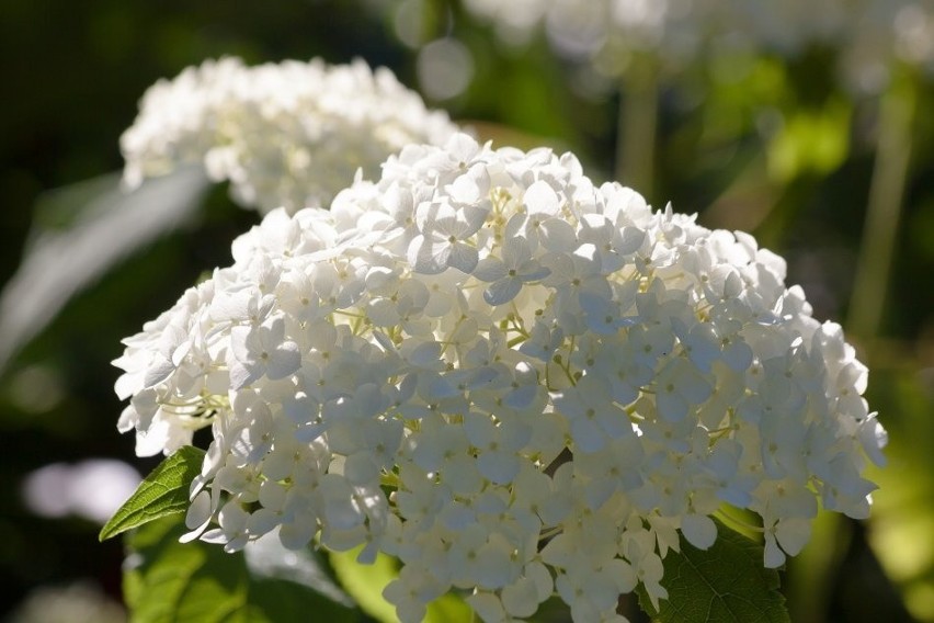 Hortensje krzewiaste wytwarzają kwiaty przez całe lato – od...