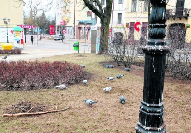 Mimo że jest regularnie sprzątany, park Jana Pawła II odstrasza zdewastowanym przez ptasie odchody wyglądem.