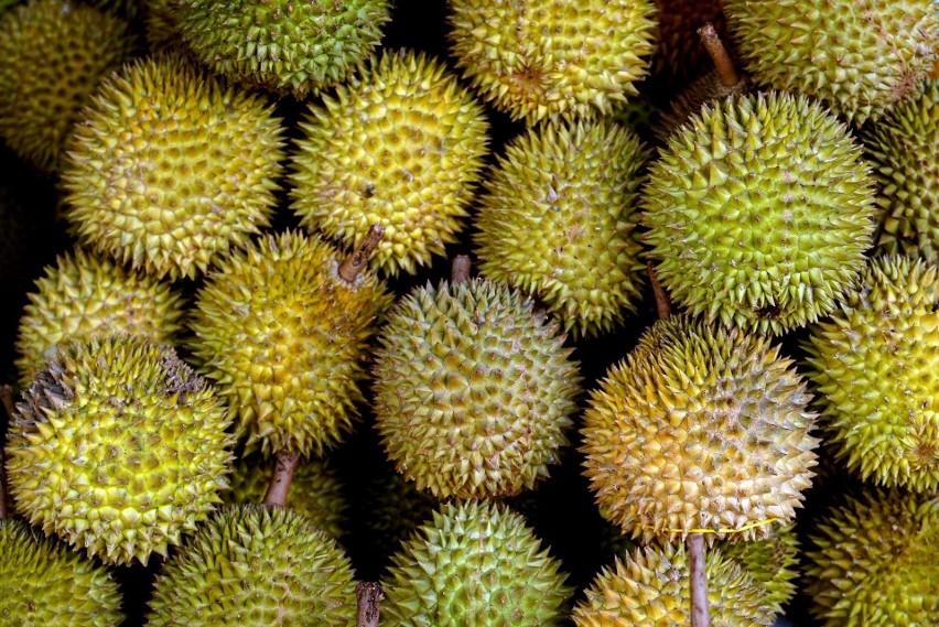 Zakaz obejmuje też surowe drewno i korę, ale nie duriany.