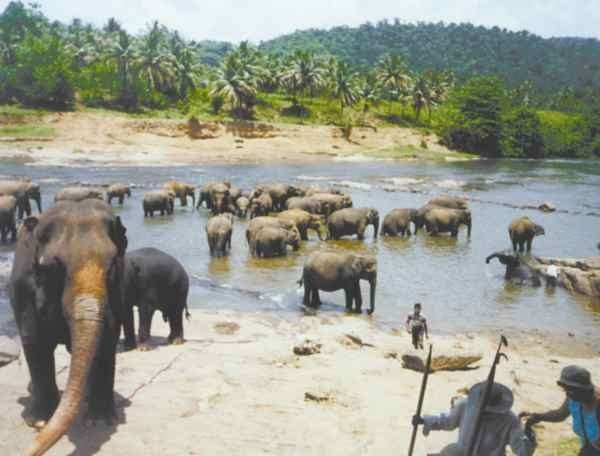 Słonie to stały element krajobrazu Sri Lanki. Na ok. 67...